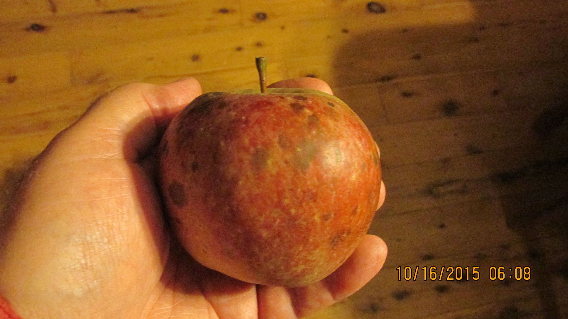 Black Twig All Things Habitat Lets talk.....